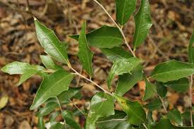 Image result for Scolopia