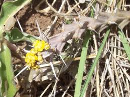 Image result for Monothecium glandulosum