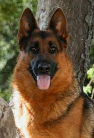 Redliver German Shepherd German Shepherd Dogs German Shepherd Puppies Shepherd Dog