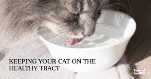 This is where most a canned diet may also be recommended to increase the amount of moisture consumed by your cat. What Goes In The Impact Of Food On Feline Urinary Tract Health Taste Of The Wild Pet Food