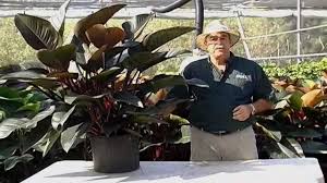 Philodendron Congo Care Instructions Avi Philodendron Green Thumb Philodendron Care