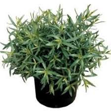 Epingle Sur Plantes Aromatiques Et Medecinales