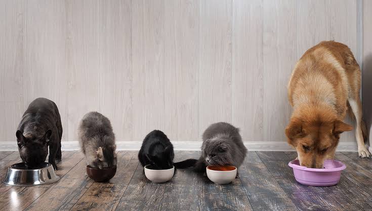 Tea Saponin for Pets supplier