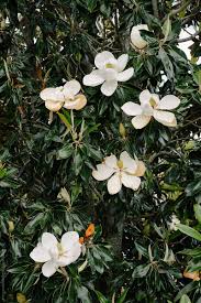 After all, ponce de leon named the area florido, which means. Blooming Magnolia Flowers Stocksy United Stock Photo Of Large White Magnolia Flowers Blooming On A Tr White Magnolia Tree Magnolia Flower Tree Photography