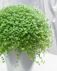 Zimmerpflanzen Arten Bilder Von Den Beliebtesten Topfpflanzen Zimmerpflanzen Pflanzen Pflanzen Zimmer