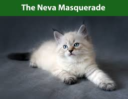 White siberian cats may have blue eyes. The Neva Masquerade Siberian Cats