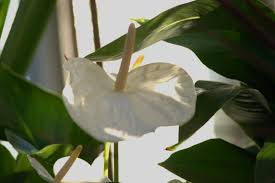 Check spelling or type a new query. Indoor Flowers For Beginners 12 Easy Care Beauties Jay Scotts Collection