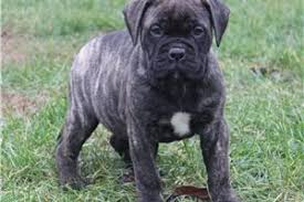 Explore 21 listings for bullmastiff puppies for sale at best prices. Bullmastiff Puppies For Sale From Reputable Dog Breeders