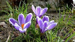 Die beste pflanzzeit für herbstkrokusse ist der august. Krokus Crocus Im Pflanzenlexikon Gartennatur Com