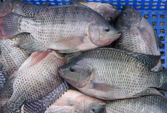 Production of omega-3 enriched tilapia through dietary algae meal or fish oil - Responsible Seafood Advocate