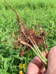 Image result for Crotalaria juncea