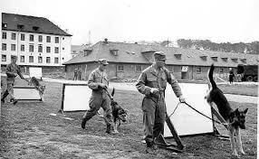 On this day in 1942, the United States Army begins a new military effort:  Dogs for Defense. Did you know that some Americans offered their family  pets to help during World War