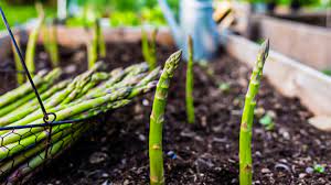 Asparagus can also be grown from seed and there are a couple of advantages and disadvantages to. How To Grow Asparagus