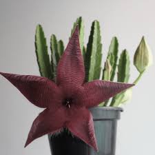 Image result for Stapelia