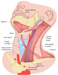 General anatomy > lymphoid system > secondary lymphoid organs > lymph node > regional lymph nodes > lymph nodes of head and neck the lymph nodes from level vi (anterior cervical node; Epos C 3455