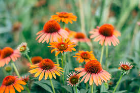 Edible flowers can be used for many purposes, such as decorating a plate, floating in a soup, or adding to a salad. The Peach Blossom A Cocktail Inspired By A Flower Farm Tour At Deer Tree Farm Holly Flora