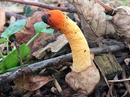 Image result for Mutinus caninus