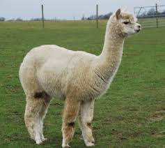 Certain types of exotic animals do require a usda permit or other state or federal permits. Unique Pets Australia Wild Animals And Pets 256771868163