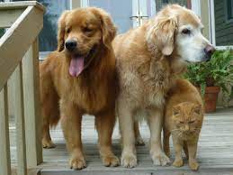 Guidelines for animal euthanasia in regards to euthanasia methods, the legislature seeks advice from the american veterinary medical association (avma) guidelines. Mobile Euthanasia Veterinarian In Tracy Ca Paradise Paws Mobile Euthanasia