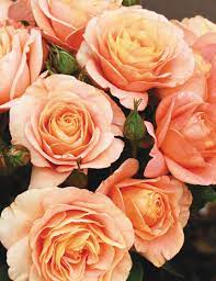 Rose Bengali Tesselaar