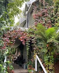Stephen Ryan On Instagram Autumn Well Under Way And My Virginia Creeper Turning Nicely Shame I Can T Open The Garden For The Time Being Stephenryan Mtmace In 2020
