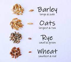 Check spelling or type a new query. Amazon Com Crafted Brand Simple Cat Grass Blend 100 Us Organic 4 Popular Seeds Wheat Barley Oats And Rye Seed Mix Combo Show Your Love With A Healthy Pet Treat