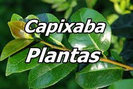 It is prepared with fish, lime juice, coriander, and vegetables such as onions, tomatoes, and garlic. Capixaba Plantas Home Facebook