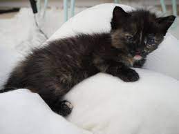 British shorthair cats and kittens have quickly become one of the most popular breeds in history and modern day. Will This Kitten Become A Long Haired Cat Or A Short Haired Cat Cats
