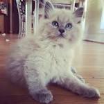 Ragdoll Cat Colors and Patterns - Ragdolls | Munchkins
