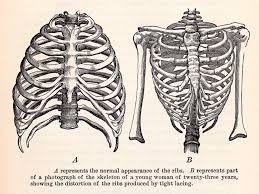 This furrow isn't present in the 11th and 12th ribs. Free Photo Human Ribcages Circa 1911 Academical Scanned Medicine Free Download Jooinn