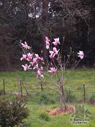 The large pointed flowers are a bright pink colour. Magnolia Star Wars From Burncoose Nurseries
