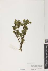 RHS Digital Collections