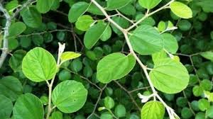 Daun bidara mempunyai banyak kebaikan dalam kehidupan seharian seperti memandikan jenazah, mandian bersuci ketika didatangi haid dan memandikan saudara yang baru memeluk agama islam. Wajib Tahu 9 Khasiat Daun Bidara Untuk Rambut Tebal Berkilau Gayarambut Co Id