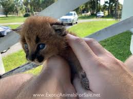 Caracal big cats are native to the dry savannah and woodlands of central, southern, and west africa and can be found also in southwest asia and the middle east. Caracals For Sale