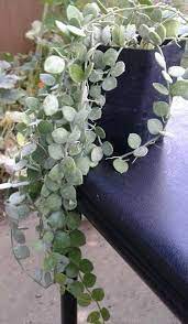 Hanging succulent with white flowers. 14 Cacti And Succulents That Hang Or Trail With Pictures Succulent Plant Care