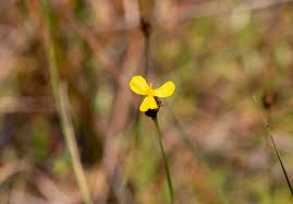 Image result for Tephrosia lurida