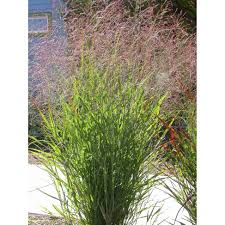 Image result for Panicum comorense