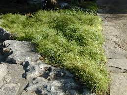 Texas Sedge Native Shade Loving Sedge About 12 Tall From Ladybird Johnson Center Shade Plants Commercial Landscaping Landscape