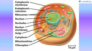 Maybe you would like to learn more about one of these? Neet Ug Important Key Notes On Eukaryotic Cell Structure Difference In Plant And Animal Cells Offered By Unacademy
