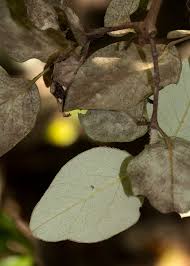 Image result for Androstachys johnsonii