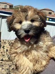 Mini Whoodle Full Grown Goldenacresdogs Whoodle Dog Whoodle Puppy Wheaten Terrier Puppy