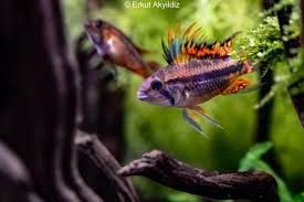 Image result for Pycnostachys reticulata