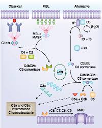 Image result for Complement Pathway
