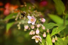 Image result for Deutzia x hybrida ′Mont Rose