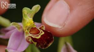 However, wasps and other bee species will be repelled. The Bee Orchid Ophrys Apifera Natural History Museum Youtube