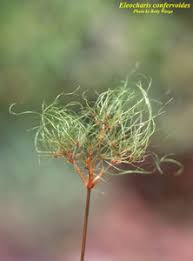 Image result for Eleocharis confervoides