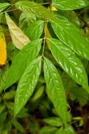 Image result for Combretum holstii