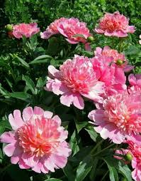 Peonies need full sun to get the energy to create those massive blooms. Transplanting Peonies