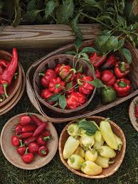 Use a seedling heat mat to bring the temperature up, and don't try germinating peppers in a cold room or greenhouse as the temperatures could drop which lowers your chance of success. Growing Peppers Burpee