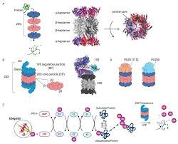 Contrary to our hypothesis and despite an increase in the mrna level of redd1, an inhibitor of the mtorc1. Molecules Free Full Text Proteasome Inhibitors Harnessing Proteostasis To Combat Disease Html